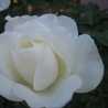 mipporinn