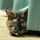 さび猫でやんす