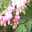 manami_s
