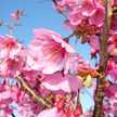 sakura咲