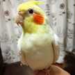 ellingi