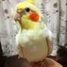 ellingi
