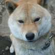 柴犬子