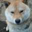 柴犬子