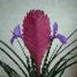 Leticia