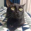 のあ☆黒猫のタンゴ