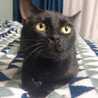 のあ☆黒猫のタンゴ