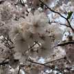 とりゆずこ