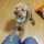 CHIP・DALE CHIP・DALE