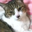 ねここにゃんこ