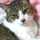 ねここにゃんこ ねここにゃんこ