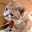 ねこばか34