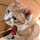 ねこばか34