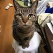 ブーねこ