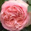 べつ薔薇