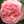 べつ薔薇
