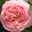 べつ薔薇