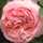 べつ薔薇 べつ薔薇