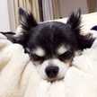 Ｓｈｅｌｙ