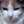 三毛猫ちこ