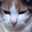 三毛猫ちこ