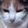 三毛猫ちこ 三毛猫ちこ