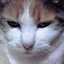三毛猫ちこ