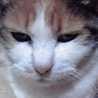 三毛猫ちこ