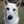 犬っこ