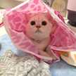 Toaばぁーば