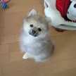 アポロニア☆