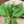 callaloo