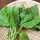 callaloo callaloo
