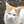 猫好きの料理好き