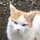 猫好きの料理好き 猫好きの料理好き