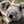 alluret