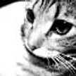 ｓｕｍｉ　(。・_・。)ノ