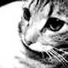 ｓｕｍｉ　(。・_・。)ノ