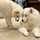のちゃまん