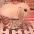 cyororina
