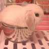 cyororina