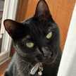Elbacat