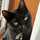 Elbacat