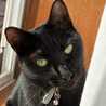 Elbacat