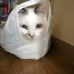 ささめと愉快な猫たち