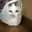 ささめと愉快な猫たち