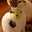 cookie_5