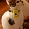 cookie_5