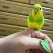 ブンガ