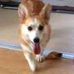 みみすけ13